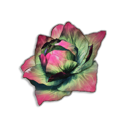 Cabbage