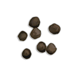 Cabbage Seeds