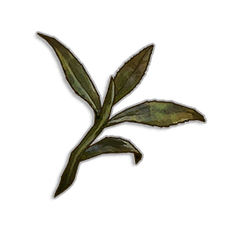 Dried Tea Leaves