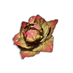 Fried Cabbage