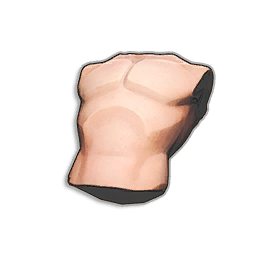 Human Torso