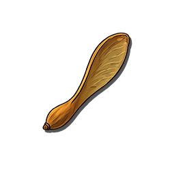 Maple Tree Seed.png: Dragonwilds Inventory image of Maple Tree Seed