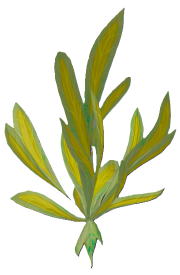 Marrentil (plant).png: Dragonwilds Inventory image of Marrentil (plant)