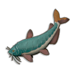 Raw Armoured Catfish