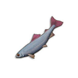 Raw Herring