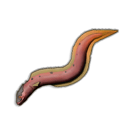 Raw Infernal Eel