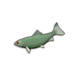 Raw Sardine