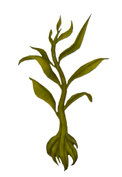 Swamp Weed (plant).png: Dragonwilds Inventory image of Swamp Weed (plant)